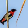 Mistletoebird (Dicaeum hirundinaceum)