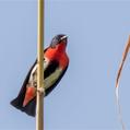 Mistletoebird (Dicaeum hirundinaceum)