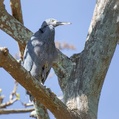 Pacific Reef Heron (Egretta sacra)