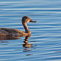 Freckled Duck (Stictonetta naevosa)