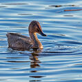 Freckled Duck (Stictonetta naevosa)