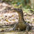 Common Water Monitor (Varanus salvator)