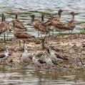 Common Greenshank (Tringa nebularia)