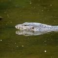 Common Water Monitor (Varanus salvator)