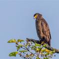 Crested Serpent Eagle (Spilornis cheela)