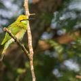 Green Bee-eater (Merops orientalis)