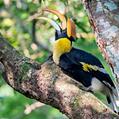 Great Hornbill (Buceros bicornis)