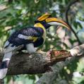 Great Hornbill (Buceros bicornis)