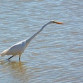 Great Egret (Ardea alba)
