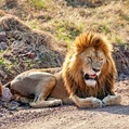 Lion (Panthera leo)