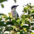 Jacobin Cuckoo (Clamator jacobinus)