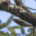 Bar-tailed Treecreeper (Certhia himalayana)