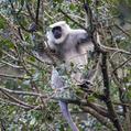Nepal Gray Langur (Semnopithecus schistaceus)