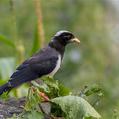 Yellow-billed Blue Magpie (Urocissa flavirostris)