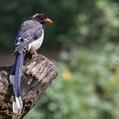 Red-billed Blue Magpie (Urocissa erythroryncha)
