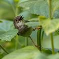 Grey-breasted Prinia (Prinia hodgsonii)