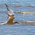 Gull-billed Tern (Gelochelidon nilotica)