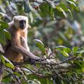 Nepal Gray Langur (Semnopithecus schistaceus)