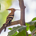 Eurasian Hoopoe (Upupa epops)
