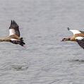 Egyptian Goose (Alopochen aegyptiaca)