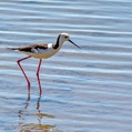 Pied Stilt (Himantopus leucocephalus)