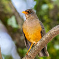Abyssinian Thrush (Turdus abyssinicus)