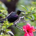 Tacazze Sunbird (Nectarinia tacazze)
