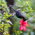 Tacazze Sunbird (Nectarinia tacazze)