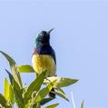 Variable Sunbird (Cinnyris venustus)