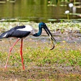 Black-necked Stork (Ephippiorhynchus asiaticus)