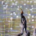 Australasian Darter (Anhinga novaehollandiae)