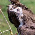 Hooded Vulture (Necrosyrtes monachus)