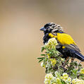 Yellow Bishop (Euplectes capensis)