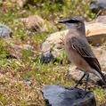 Red-breasted Wheatear (Oenanthe bottae)