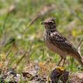 Thekla's Lark (Galerida theklae)