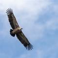 Griffon Vulture (Gyps fulvus)