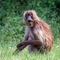 Gelada (Theropithecus gelada)