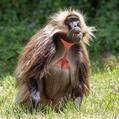 Gelada (Theropithecus gelada)