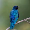 Greater Blue-eared Starling (Lamprotornis chalybaeus)