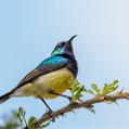 Variable Sunbird (Cinnyris venustus)