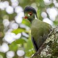 White-cheeked Turaco (Tauraco leucotis)