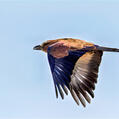 Purple Roller (Coracias naevius)