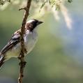 White-browed Sparrow-Weaver (Plocepasser mahali)