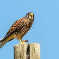 Common Kestrel (Falco tinnunculus)