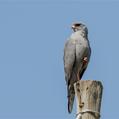 Dark Chanting Goshawk (Melierax metabates)