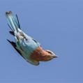 Lilac-breasted Roller (Coracias caudatus)