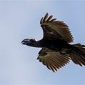 Thick-billed Raven (Corvus crassirostris)