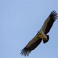 Griffon Vulture (Gyps fulvus)