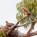 Red Goshawk (Erythrotriorchis radiatus)