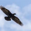 Thick-billed Raven (Corvus crassirostris)